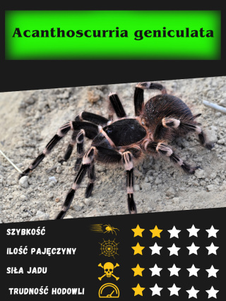 Acanthoscurria geniculata -Ptasznik białokolanowy ok. 2-2,5DC SAMICA