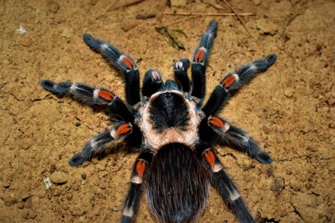 Brachypelma auratum ok. 2-2,5DC SAMIEC