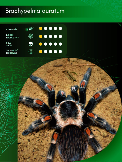 Brachypelma auratum ok. 2-2,5DC SAMIEC