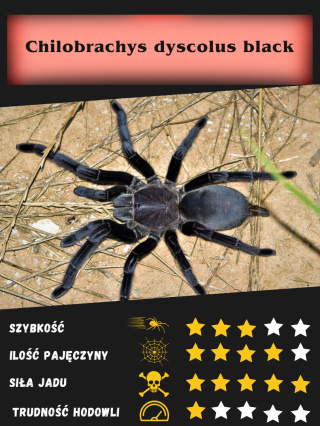 Chilobrachys dyscolus black L5