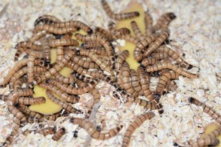Drewnojad (Zophobas morio) 4-5cm 500 ml
