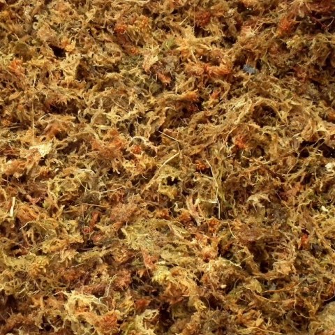 Mech torowiec (Sphagnum) 4,5L Repti-Zoo