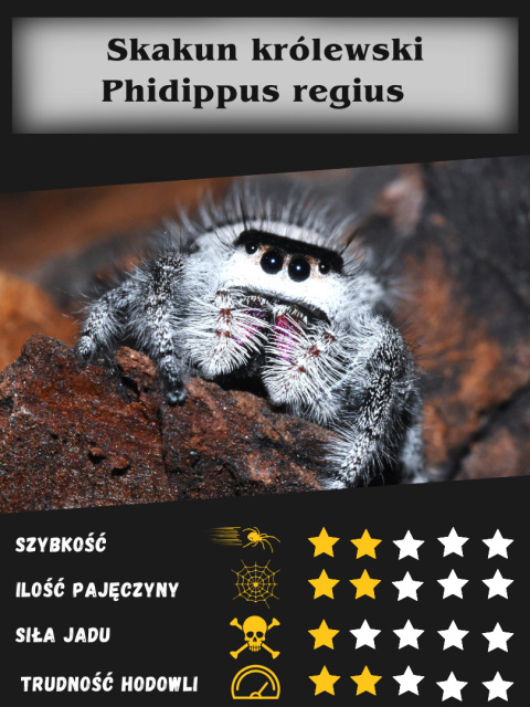 Skakun królewski - Phidippus regius sp Floryda L3/4