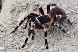 Acanthoscurria geniculata - Ptasznik białokolanowy L1/2 (PROMOCJA 2SZT+1GRATIS)