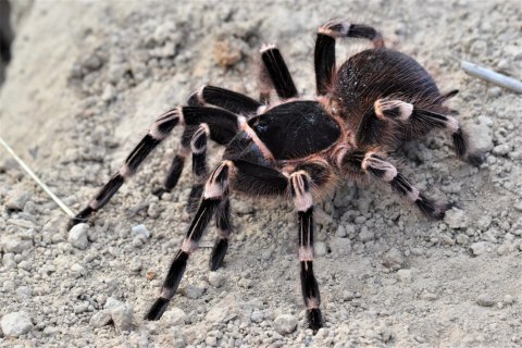 Acanthoscurria geniculata - Ptasznik białokolanowy L1/2 (PROMOCJA 2SZT+1GRATIS) Acanthoscurria geniculata - Ptasznik białokolanowy L1/2 (PROMOCJA 2SZT+1GRATIS)