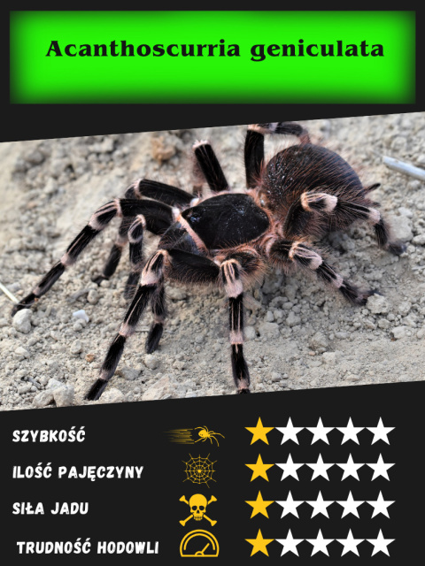 Acanthoscurria geniculata - Ptasznik białokolanowy L1/2