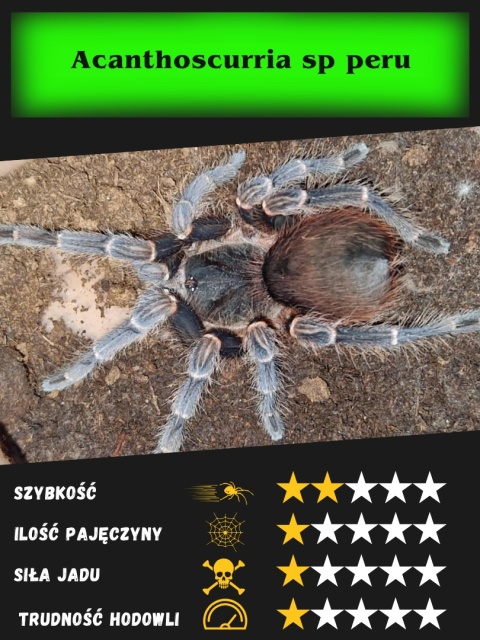 Acanthoscurria sp peru L2/3