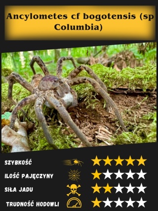 Ancylometes sp. Columbia L2/3