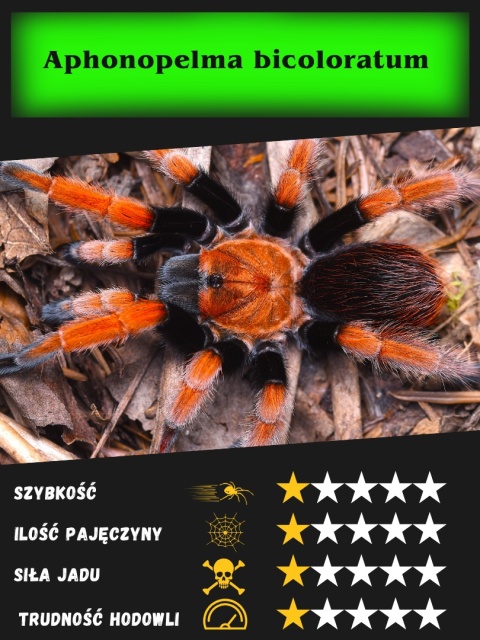 Aphonopelma bicoloratum L2