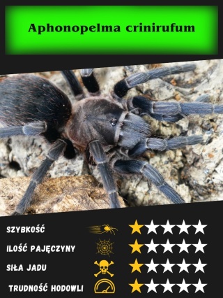Aphonopelma crinirufum L2/3