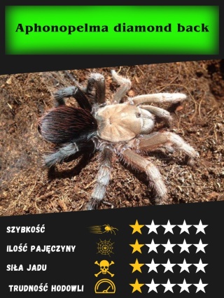 Aphonopelma diamond back L2