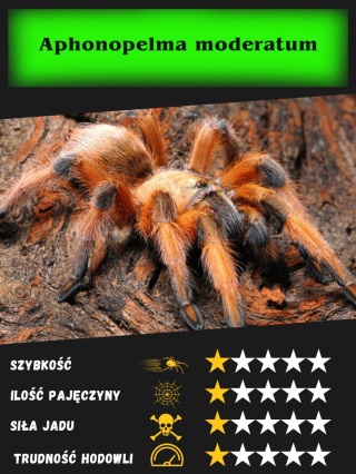 Aphonopelma moderatum L1/2