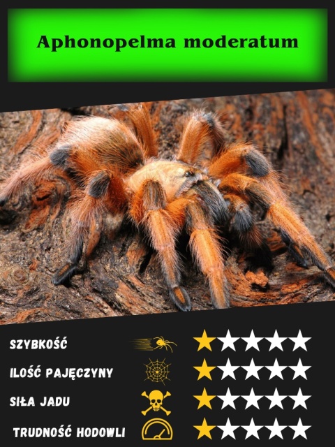 Aphonopelma moderatum L1/2