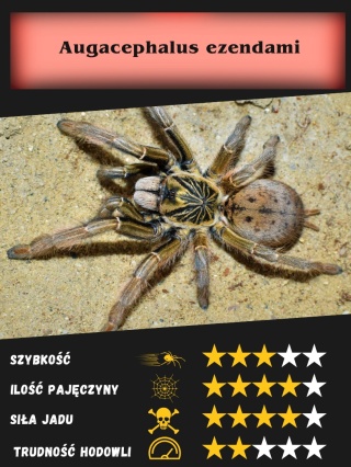 Augacephalus ezendami L1/2