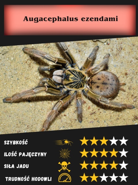 Augacephalus ezendami L1/2