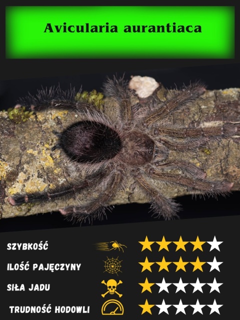 Avicularia aurantiaca L1/2