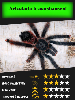 Avicularia braunshauseni L2