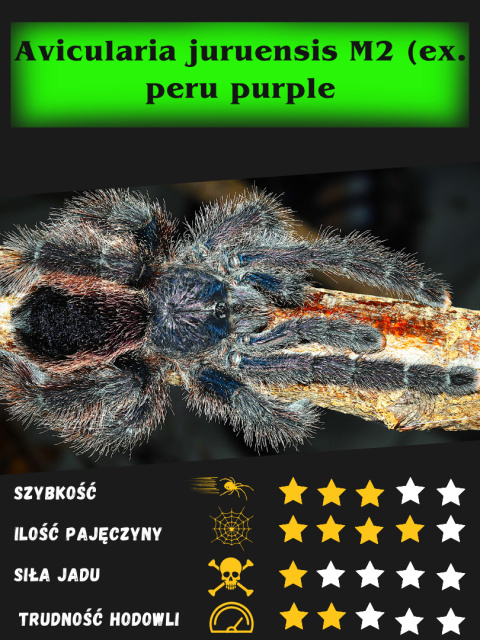 Avicularia juruensis M2 (ex. peru purple) ok. 5DC SAMIEC