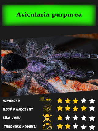 Avicularia purpurea ok 4,5-5DC SAMICA