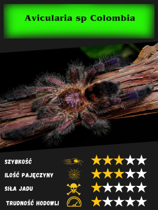 Avicularia sp Colombia L2/3