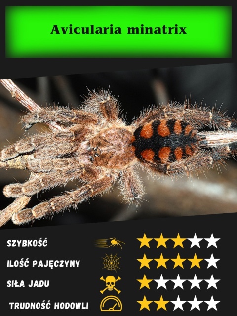 Aviculria minatrix L1/2