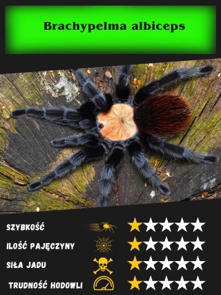 Brachypelma albiceps L4/5