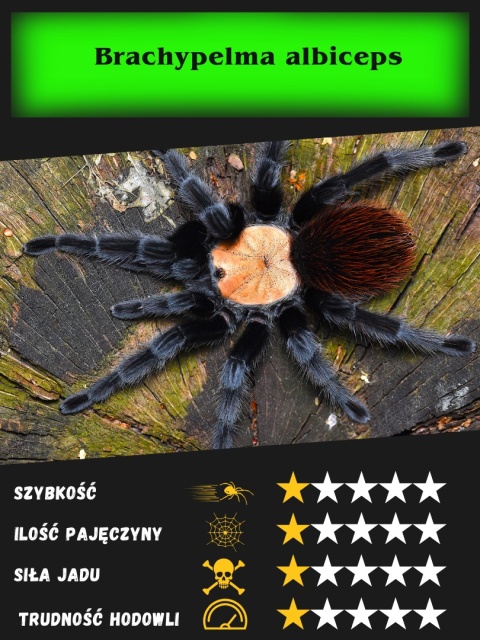 Brachypelma albiceps L3/4