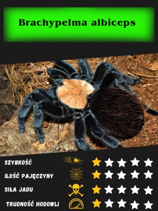 Brachypelma albiceps ok. 3-3,5DC SAMIEC