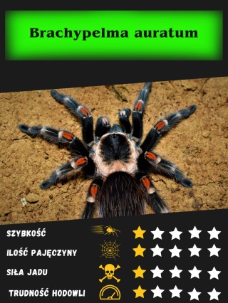 Brachypelma auratum -Ptasznik ognisty ok. 3-3,5DC SAMICA
