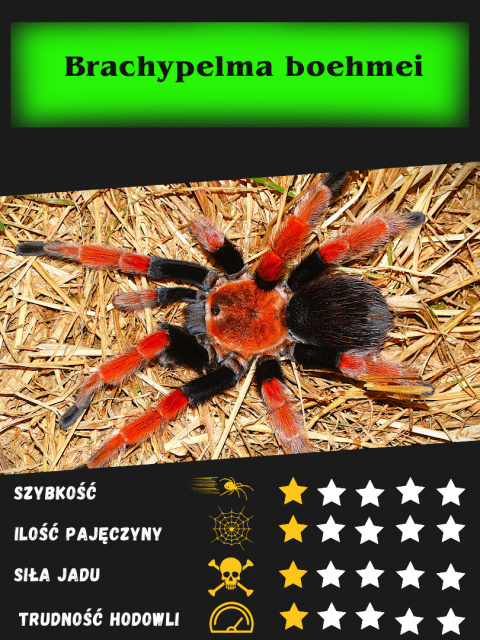 Brachypelma boehmei - Ptasznik czerwononogi L3 (PROMOCJA 2SZT+1GRATIS) Brachypelma boehmei - Ptasznik czerwononogi L3 (PROMOCJA 2SZT+1GRATIS)