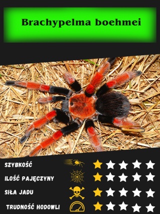 Brachypelma boehmei - Ptasznik czerwononogi ok.3,5-4DC SAMICA