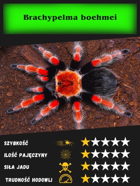 Brachypelma boehmei - Ptasznik czerwononogi ok. 5-5,5DC SAMICA