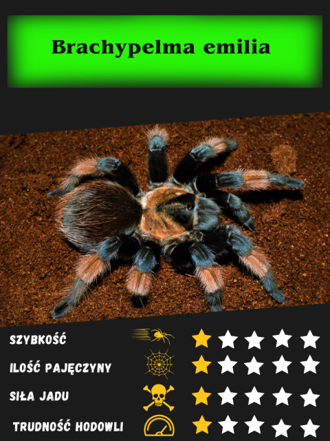 Brachypelma emilia ok. 4DC SAMIEC