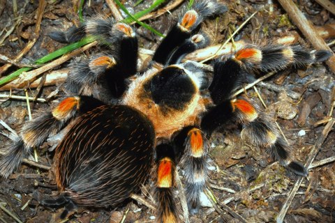 Brachypelma hamorii- Ptasznik czerwonokolanowy ok. 3,5DC SAMIEC