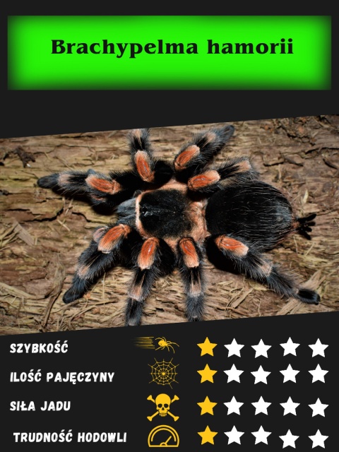 Brachypelma hamorii (ex.smithi)- Ptasznik czerwonokolanowy ok. 4,5-5DC SAMIEC