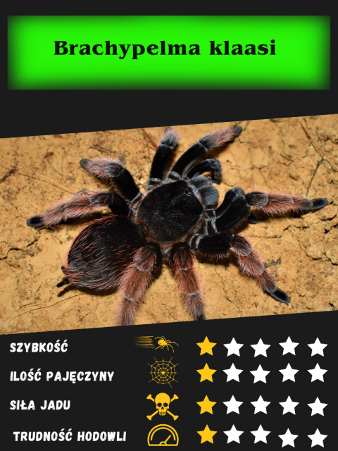 Brachypelma klaasi ok. 4,5-5DC SAMIEC