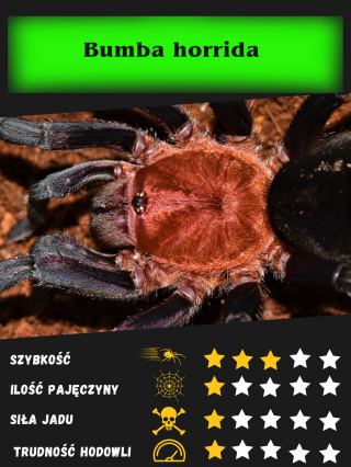 Bumba horrida L2 (PROMOCJA 2SZT+1GRATIS)