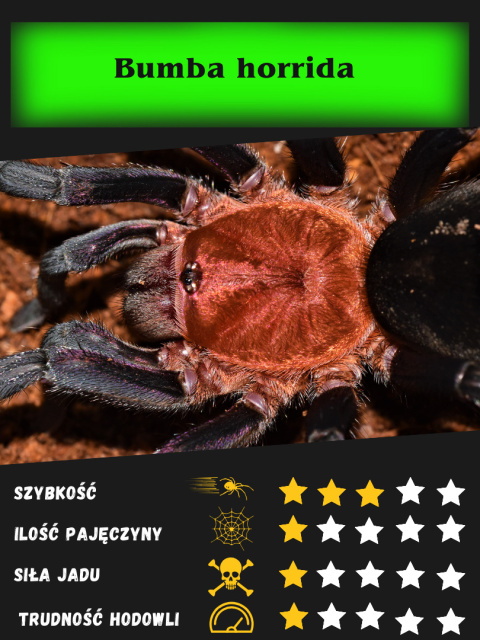 Bumba horrida L2 (PROMOCJA 2SZT+1GRATIS) Bumba horrida L2 (PROMOCJA 2SZT+1GRATIS)