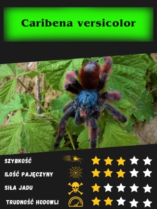 Caribena versicolor - Ptasznik wielobarwny L2 (5sztuk)