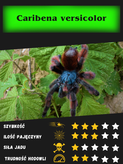 Caribena versicolor - Ptasznik wielobarwny L2 (PROMOCJA 2SZT+1GRATIS) Caribena versicolor - Ptasznik wielobarwny L2 (PROMOCJA 2SZT+1GRATIS)