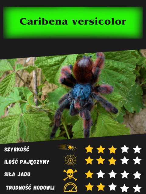 Caribena versicolor - Ptasznik wielobarwny L2 (PROMOCJA 2+1GRATIS)
