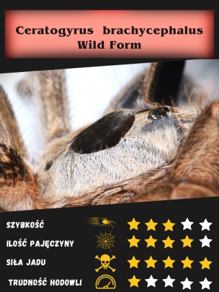 Ceratogyrus brachycephalus Wild Form L3 (PROMOCJA 2+1GRATIS)