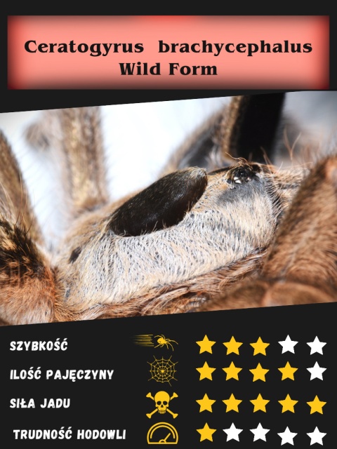 Ceratogyrus brachycephalus Wild Form L3 (PROMOCJA 2+1GRATIS)