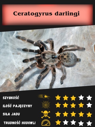 Ceratogyrus darlingi ok. 5DC SAMICA