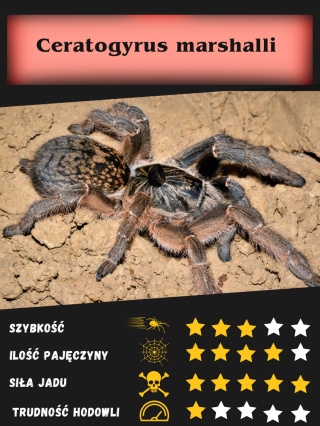 Ceratogyrus marshalli L2/3 (PROMOCJA 2SZT+1GRATIS)