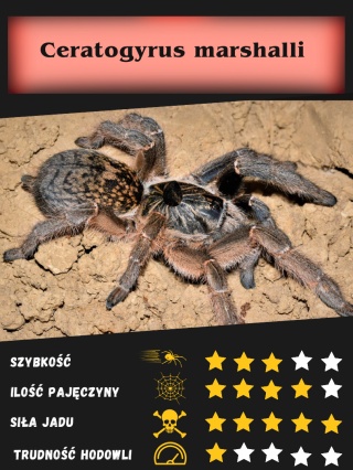 Ceratogyrus marshalli około 5DC SAMICA