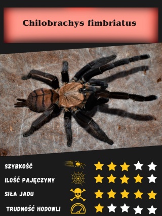 Chilobrachys fimbriatus ok. 2-2,5DC SAMICA