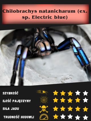 Chilobrachys natanicharum (Electric Blue) ok. 3DC SAMIEC