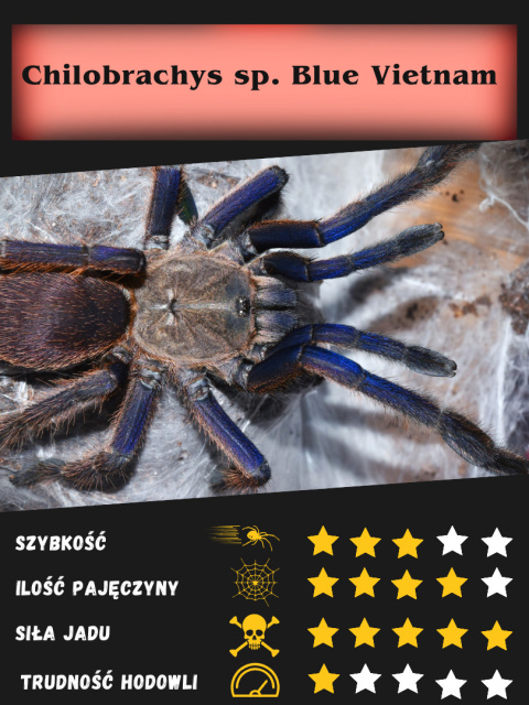 Chilobrachys sp. blue vietnam L1/2 (PROMOCJA 2SZT+1GRATIS) Chilobrachys sp. blue vietnam L1/2 (PROMOCJA 2SZT+1GRATIS)