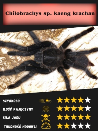 Chilobrachys sp. kaeng krachan ok. 5-5,5DC SAMICA
